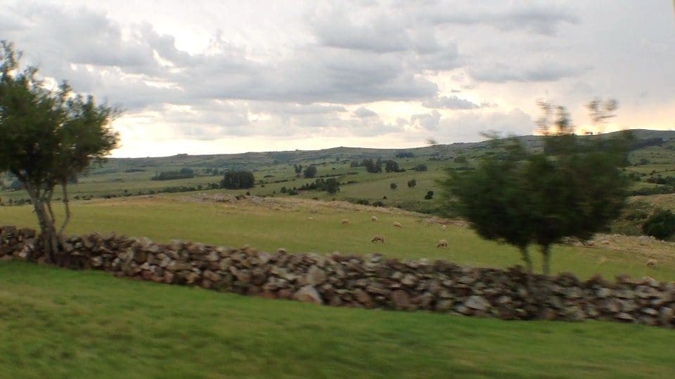 Eine ländliche Landschaft in Pueblo Edén, Uruguay, mit einer langen, niedrigen Steinmauer im Vordergrund, grünen sanften Hügeln mit grasenden Schafen und verstreuten Bäumen unter einem bewölkten Himmel in der Dämmerung.