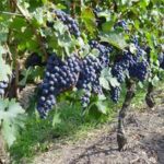 Stagnari Winery
