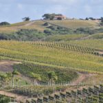 Vineyard Bodega Garzon Uruguay
