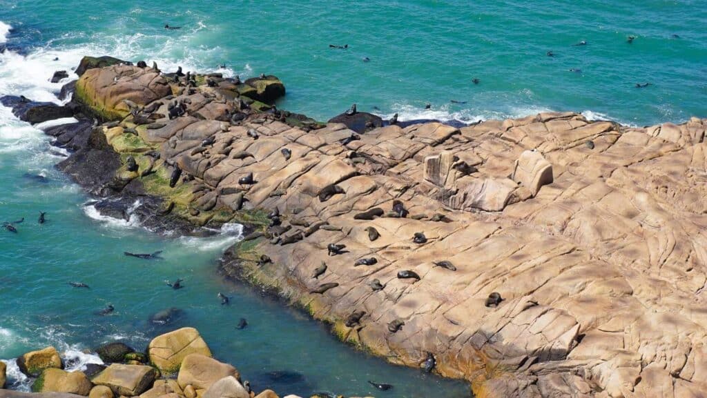 Sea lions in cabo polonio uruguay