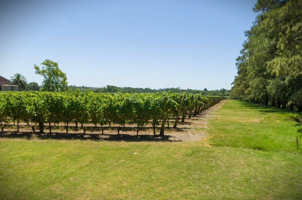 Beautiful European Moscato grapevines at a Uruguayan winery in the Canelones region