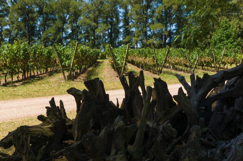 Beautiful vineyard of European grapes in a Uruguayan winery in the Canelones region