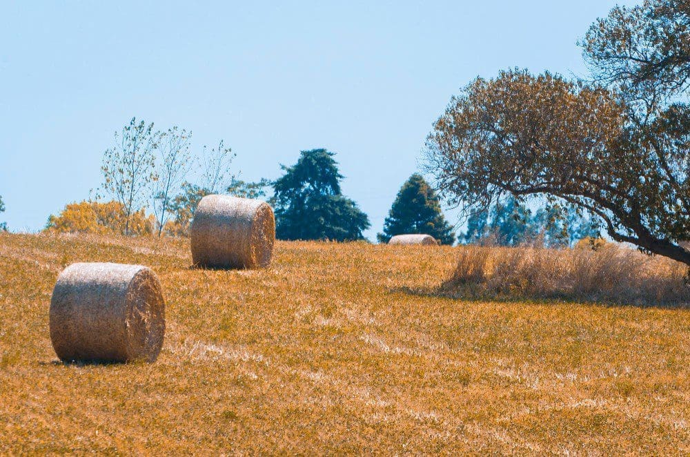 Panoramic view of hay bales in a Uruguayan farm field Clear sky
