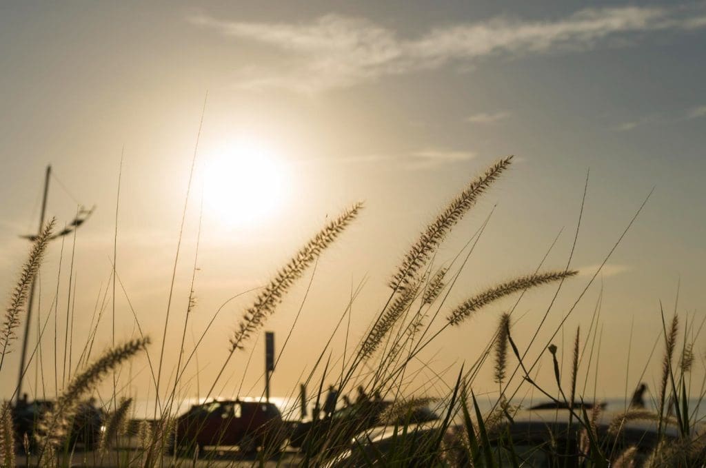 Stunning sunset over a Uruguayan beach framed by plants in the foreground
