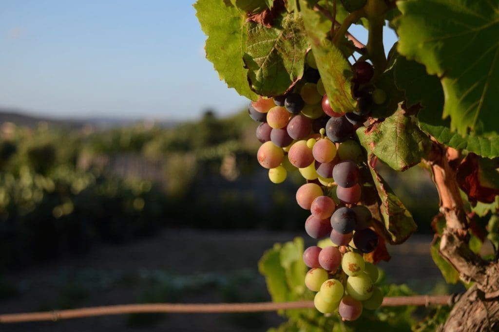 Uruguay Weinberg