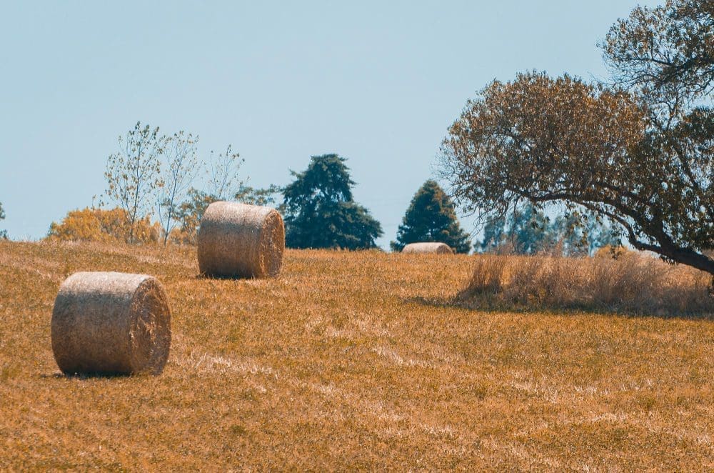 Panoramablick auf Heuballen auf einem Feld einer uruguayischen Farm unter klarem Himmel