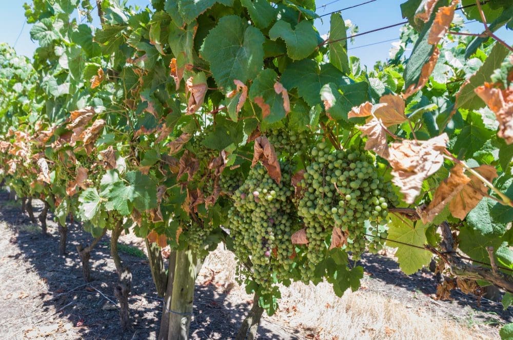 Vines of European grapes in a Uruguayan winery in the Canelones region