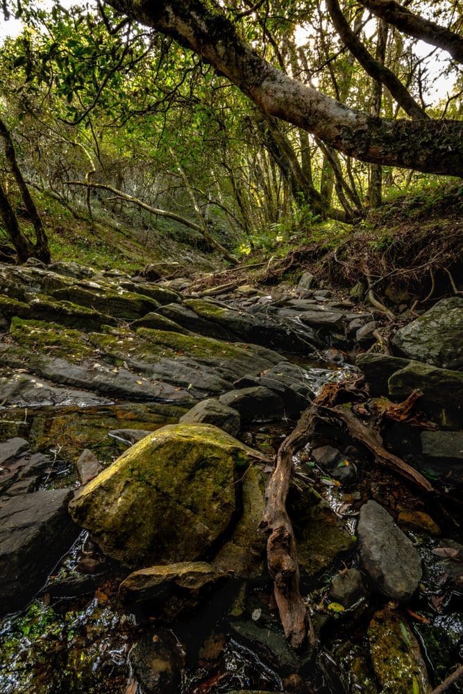 Among rocks, branches and trees we find a small natural cause of water in "Quebrada de los Cuervos"