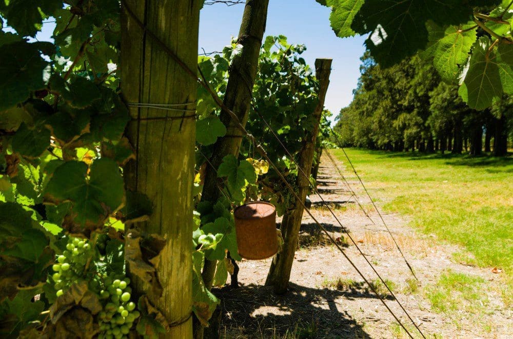 A close-up view of a vineyard row with green grapevines bearing ripening green grapes, supported by wooden posts. A rusty metal can hangs from one post, with a dirt path and trees in the background.