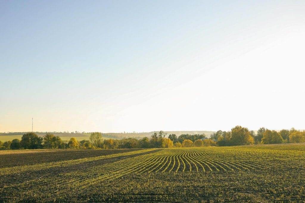 Eine weite Landschaftsansicht eines bebauten Feldes mit ordentlich gepflanzten Reihen, Bäumen im Hintergrund und einem klaren, hellblauen Himmel.